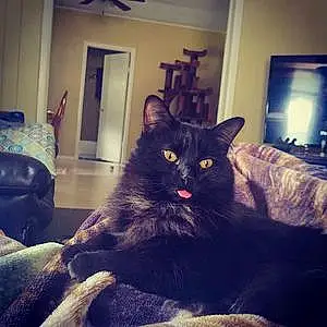 Oriental Longhair Cat Black Betty