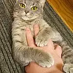 Cat, Carnivore, Felidae, Small To Medium-sized Cats, Whiskers, Fawn, Tail, Snout, Comfort, Paw, Domestic Short-haired Cat, Furry friends, Claw, Foot, Terrestrial Animal