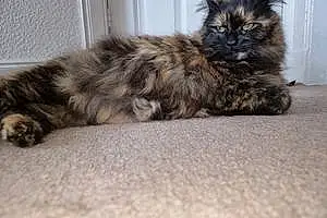 Oriental Longhair Cat Evie