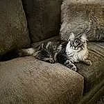 Cat, Plant, Comfort, Carnivore, Felidae, Grey, Small To Medium-sized Cats, Whiskers, Fawn, Tree, Window, Wood, Domestic Short-haired Cat, Terrestrial Animal, Tail, Furry friends, Sitting, Paw, Black & White