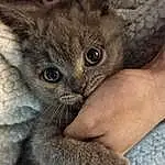 Cat, Felidae, Carnivore, Small To Medium-sized Cats, Gesture, Grey, Whiskers, Fawn, Terrestrial Animal, Snout, Close-up, Claw, Furry friends, Comfort, Domestic Short-haired Cat, Paw, Nail, Russian blue