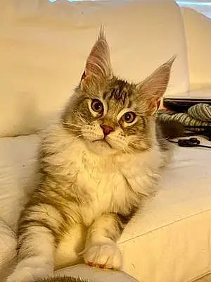 Name Maine Coon Cat Augustus