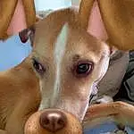 Dog, Carnivore, Dog breed, Jaw, Working Animal, Ear, Whiskers, Fawn, Companion dog, Snout, Comfort, Canidae, Street dog, Furry friends, Dog Supply, Dog Sports, Collar, Non-sporting Group, Ancient Dog Breeds