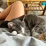 Cat, Comfort, Leg, Carnivore, Felidae, Textile, Grey, Small To Medium-sized Cats, Whiskers, Wood, Lap, Thigh, Snout, Human Leg, Outdoor Furniture, Foot, Paw, Grass, Domestic Short-haired Cat