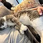 Cat, Couch, Comfort, Carnivore, Felidae, Lap, Fawn, Whiskers, Small To Medium-sized Cats, Companion dog, Snout, Tail, Paw, Domestic Short-haired Cat, Dog breed, Canidae, Furry friends