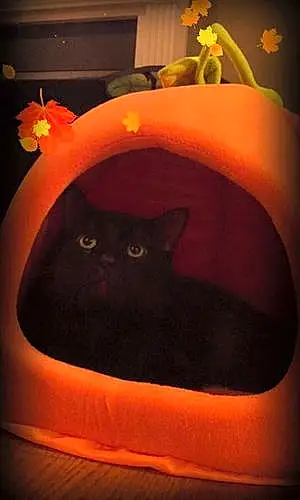 Halloween Cat Sebastian