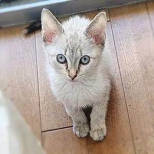 Siamese Cat Luna