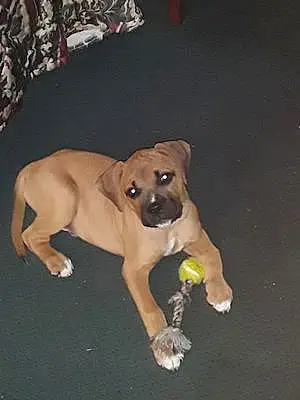 Boxer Dog Brutus
