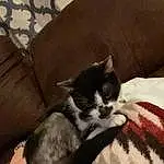 Cat, Comfort, Felidae, Carnivore, Small To Medium-sized Cats, Grey, Whiskers, Couch, Tail, Room, Domestic Short-haired Cat, Linens, Furry friends, Wood, Paw, Bedding, Nap, Hardwood, Nail