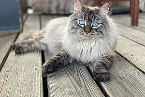 Siberian Cat Mochi