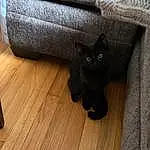 Cat, Wood, Felidae, Carnivore, Grey, Whiskers, Comfort, Small To Medium-sized Cats, Wood Stain, Hardwood, Bombay, Laminate Flooring, Tail, Tints And Shades, Black cats, Couch, Varnish, Wood Flooring
