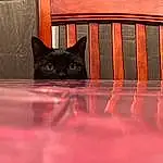 Cat, Felidae, Carnivore, Small To Medium-sized Cats, Wood, Whiskers, Tints And Shades, Snout, Tail, Bombay, Black cats, Hardwood, Domestic Short-haired Cat, Magenta, Furry friends, Stairs, Pet Supply, Room