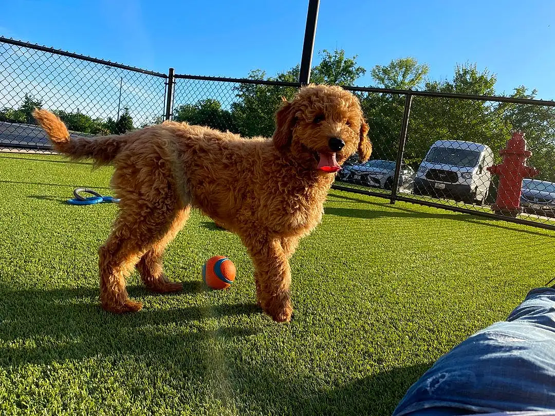 Glasses, Sky, Dog, Water Dog, Sunglasses, Carnivore, Dog breed, Plant, Fawn, Companion dog, Tree, Grass, Poodle, Car, Terrier, Standard Poodle, Wheel, Fence, Dog Sports