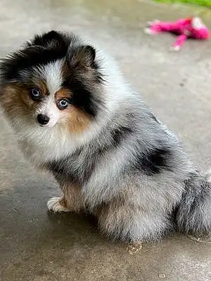 Pomeranian Dog Jazzy