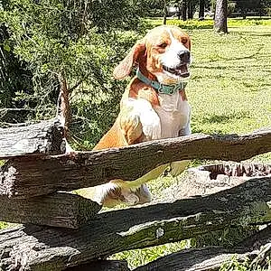 Name Beagle Dog Bernard