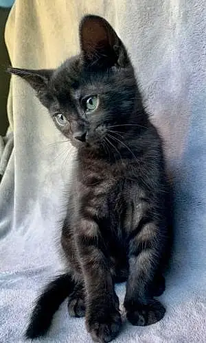 Egyptian Mau Cat Ozzie
