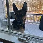 Dog, Window, Carnivore, Dog breed, Plant, Fawn, Snout, Mesh, Canidae, Old German Shepherd Dog, Animal Shelter, Luggage And Bags, Pet Supply, Companion dog, Furry friends, Guard Dog, German Shepherd Dog