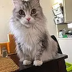 Cat, Felidae, Carnivore, Small To Medium-sized Cats, Whiskers, Snout, British Longhair, Furry friends, Box, Paw, Shelf, Ragdoll, Maine Coon, Sitting
