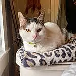 Cat, White, Felidae, Small To Medium-sized Cats, Carnivore, Whiskers, Window, Door, Box, Comfort, Pet Supply, Domestic Short-haired Cat, Cat Supply, Furry friends, Collar, Basket, Tail, Room, Linens, Cat Furniture