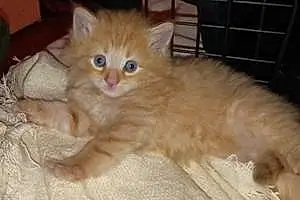 Oriental Longhair Cat Chester
