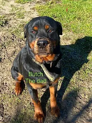Name Rottweiler Dog Butch