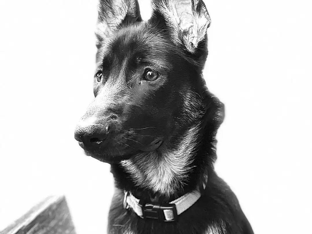 Dog, Eyes, Carnivore, Dog breed, Whiskers, Style, Ear, Collar, Companion dog, Snout, Working Animal, Dog Collar, Monochrome, Black & White, Canidae, Furry friends, Working Dog, Guard Dog, Terrestrial Animal
