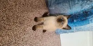 Siamese Cat Skyla