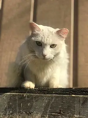 Name Cat Gibby