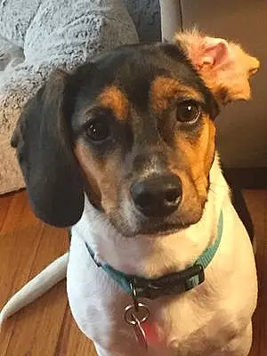 Name Beagle Dog Finny