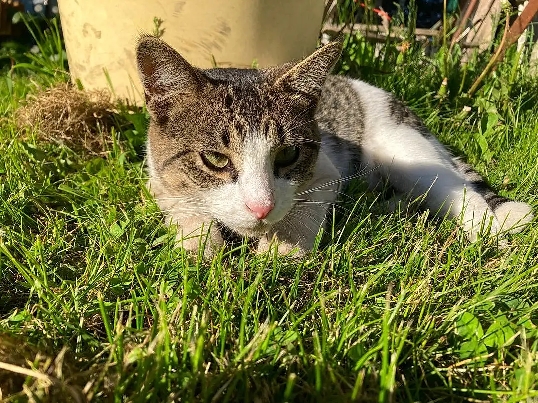Cat, Plant, Eyes, Felidae, Carnivore, Small To Medium-sized Cats, Whiskers, Grass, Fawn, Snout, Groundcover, Tail, Lawn, Terrestrial Animal, People In Nature, Domestic Short-haired Cat, Furry friends, Grassland, Tree