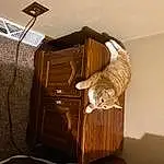 Cat, Wood, Comfort, Cabinetry, Interior Design, Whiskers, Carnivore, Fawn, Hardwood, Wood Stain, Cat Supply, Small To Medium-sized Cats, Felidae, Bag, Room, Tail, Stairs, Domestic Short-haired Cat