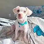 Dog, Carnivore, Dog breed, Fawn, Companion dog, Working Animal, Snout, Comfort, Linens, T-shirt, Toy Dog, Dog Supply, Whiskers, Canidae, Couch, Pet Supply, Pattern, Furry friends, Bedding