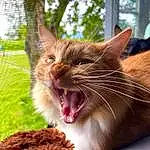 Cat, Plant, Eyes, Window, Felidae, Carnivore, Small To Medium-sized Cats, Whiskers, Yawn, Tree, Snout, Grass, Fang, Smile, Domestic Short-haired Cat, Furry friends, Paw, Claw