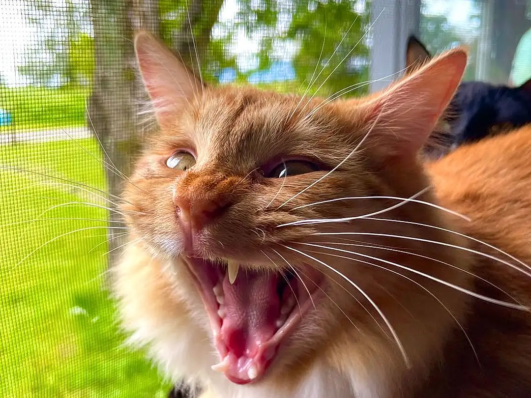 Cat, Plant, Eyes, Window, Felidae, Carnivore, Small To Medium-sized Cats, Whiskers, Yawn, Tree, Snout, Grass, Fang, Smile, Domestic Short-haired Cat, Furry friends, Paw, Claw
