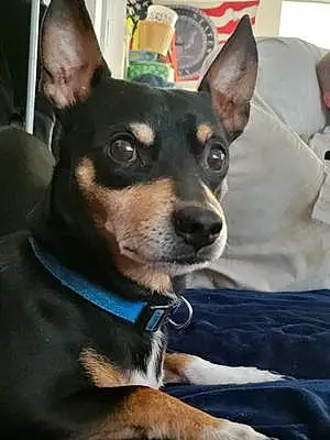 Name Chihuahua Dog Cruz