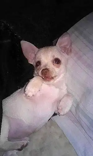 Name Chihuahua Dog Corona