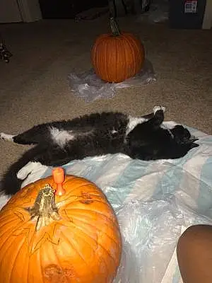 Halloween Cat Maui