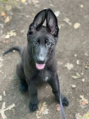 Name German Shepherd Dog Eros
