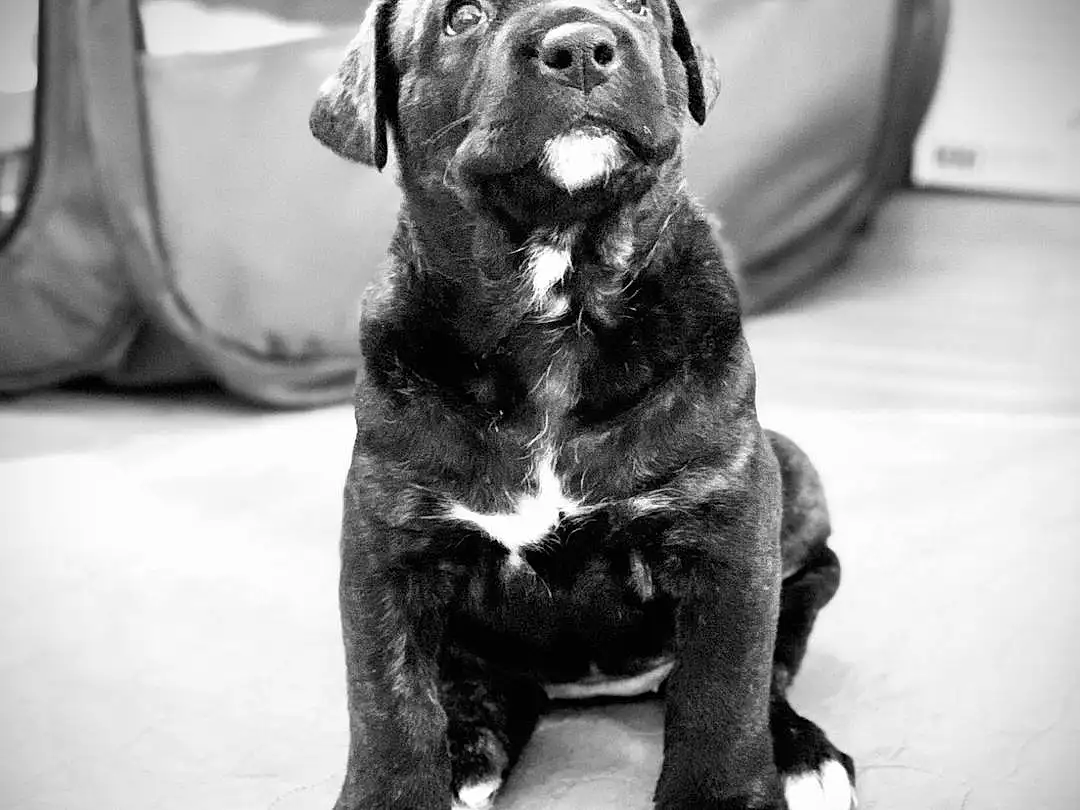 Dog, Carnivore, Dog breed, Grey, Style, Black-and-white, Companion dog, Fawn, Terrestrial Animal, Snout, Black & White, Whiskers, Working Animal, Monochrome, Canidae, Furry friends, Wrinkle, Stock Photography, Puppy