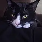 Head, Cat, Eyes, Carnivore, Felidae, Small To Medium-sized Cats, Whiskers, Ear, Black cats, Snout, Tail, Domestic Short-haired Cat, Furry friends, Darkness, Comfort, Carmine, Electric Blue