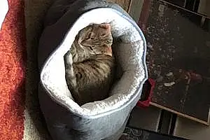 Egyptian Mau Cat Kobe