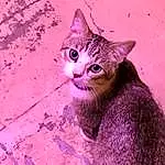 Cat, Eyes, Felidae, Carnivore, Purple, Small To Medium-sized Cats, Whiskers, Fawn, Window, Snout, Door, Tail, Furry friends, Domestic Short-haired Cat, Terrestrial Animal, Magenta, Sitting