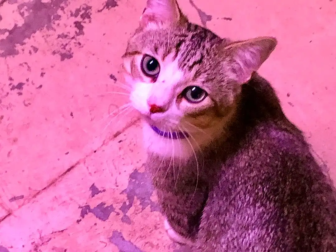 Cat, Eyes, Felidae, Carnivore, Purple, Small To Medium-sized Cats, Whiskers, Fawn, Window, Snout, Door, Tail, Furry friends, Domestic Short-haired Cat, Terrestrial Animal, Magenta, Sitting