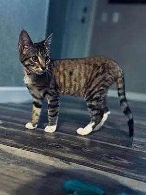 Name Cat Chevelle