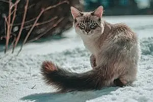 Siberian Cat Lulu