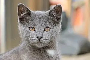 Name American Shorthair Cat Bagheera