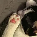Nose, Hand, Eyes, Leg, Cat, Human Body, Felidae, Carnivore, Window, Gesture, Whiskers, Small To Medium-sized Cats, Comfort, Foot, Snout, Nail, Tail, Paw, Claw, Furry friends