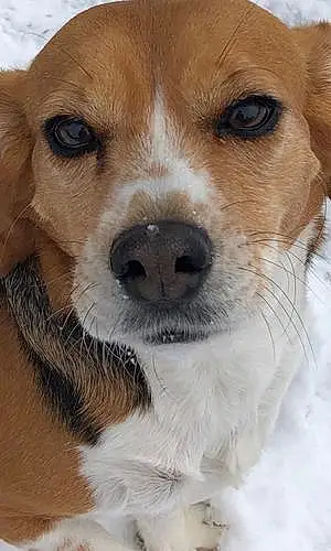 Name Beagle Dog Dandelion