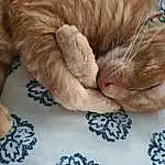 Cat, Comfort, Textile, Carnivore, Felidae, Whiskers, Fawn, Small To Medium-sized Cats, Snout, Human Leg, Furry friends, Domestic Short-haired Cat, Tail, Claw, Paw, Linens, Natural Material, Companion dog, Nap