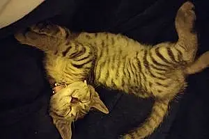 Egyptian Mau Cat Keke